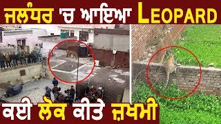 Breaking: Jalandhar में Leopard ने मचाई दहशत, कई लोगों पर किया Attack