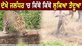 Exclusive: Ground Report: देखें Jalandhar में कहां-कहां छिपा Leopard