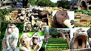 Monkeys at Khandagiri & Idayagiri caves Bhubaneswar=0
