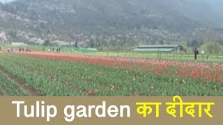 Kashmir में सैलानियों के लिए 'Special offer', Tulip garden की खूबसूरती का कीजिए दीदार
