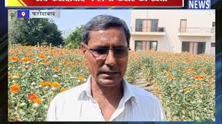 अब फरीदाबाद में होगी केसर की खेती || ANV NEWS FARIDABAD - HARYANA