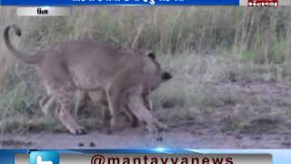 Una: Viral Video Lion Cub | Mantavya News