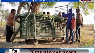 Bayad: Leopard was seen in Hindola Village | Mantavya News