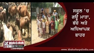 Cows Enrolled in govt School? Gurdaspur News