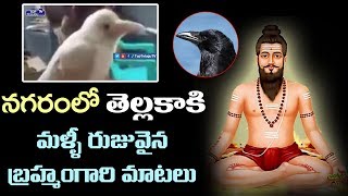 నగరంలో తెల్ల కాకి | White Crow | Brahmam Gari Kalagnanam | Top Telugu TV