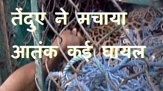 DB LIVE | 03 JAN 2017 | WB: Leopard enters residential area, creates panic