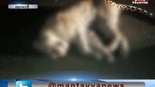 Aravalli: A leopard died after being hit by a truck | Mantavya News