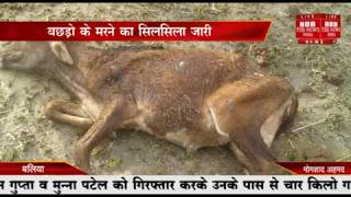 बलिया। नगरा के रघुनाथपुर में बने गोवंश संरक्षण केंद्र में  बछड़ो के मरने का सिलसिला THE NEWS INDIA