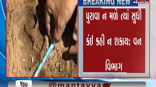Mahisagar: Tiger Paw marks found in Gadh Forest of Lunawada | Mantavya News