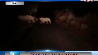 Una: Viral Video of harassment of lions | Mantavya News