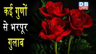 गुलाब के फूल के फायदे | Health Benefits of Rose Flower|Rose Petals: Benefits and Uses