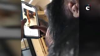 Amazing! Watch how chimpanzee scrolling, swiping and browsing Instagram on iPhone; video goes viral