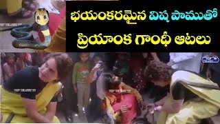 ప్రియాంక గాంధీ ధైర్యసాహసాలు | Priyanka Gandhi Latest Video | Snake Videos | Top Telugu TV
