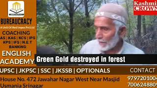 Green Gold destroyed near Gomal village Forest Deppt in deep slumber