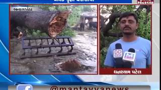 Banaskantha: Trees fall due to Strong winds, cause damage - Mantavya News