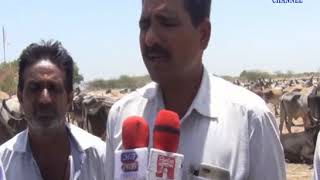 Morbi |Arrangement of villagers for water and fodder for cows| ABTAK MEDIA
