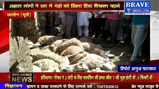 रात को विषाक्त पदार्थ खिलाकर दर्जनों भेड़ों को उतारा मौत के घाट | BRAVE NEWS LIVE