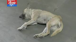 મોરબી કૂતરાઓનો આતંક 18 દિવસ માં 200 થી વધુ ડોગ બાઈટ ના કેસ