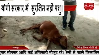 आलापुर //- योगी सरकार में  सुरक्षित नहीं पशु।  कड़ाके की धूप मे आये दिन हो रही पशुओ की मौत