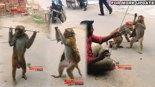 बंदरीया का डांस | धरमेन्द्र हरियाणे का  | Bandar Bandariya Ka Khel | Shyam Studio Shimla