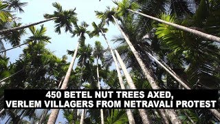 450 Betel Nut Trees Axed, Verlem Villagers From Netravali Protest
