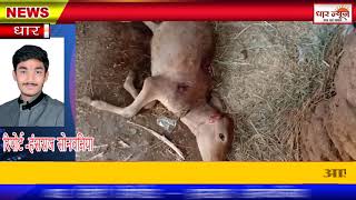 धार के नौगाव क्षेत्र में कुत्तो के आतंक ने पालतू जानवर पर किया हमला  रहवासियो में खौफ का माहौल