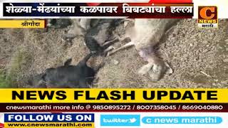 श्रीगोंदा - शेळ्या-मेंढयांच्या कळपावर बिबट्यांचा हल्ला