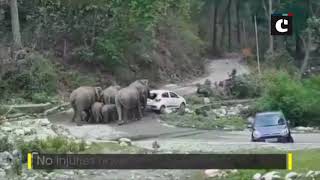 Herd of elephants create chaos at NH in Uttarakhand’s Ramnagar