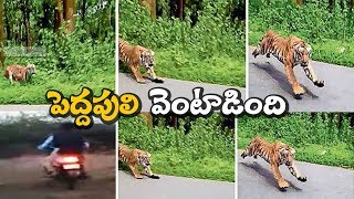 పెద్దపులి వెంటపడితే ఎట్టా ఉంటాదో తెలుసా | Tiger Chasing Bike Riders Exclusive Video | Viral today