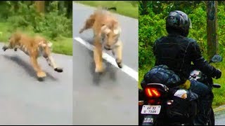 Tiger attack bikers in forest - Shocking viral video