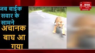 जंगल में बाइक सवार का  बाघ से सामना THE NEWS INDIA