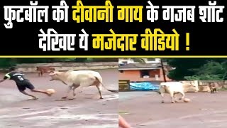 Crazy Indian cow ने गाउंड पर खेला Football Match...देखिए Viral Video ।