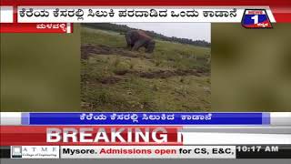 ಕೆಸರಲ್ಲಿ ಸಿಲುಕಿ ಆನೆ ಪರದಾಟ..! | Wild Elephant Gets Stuck In Sludge In Mandya