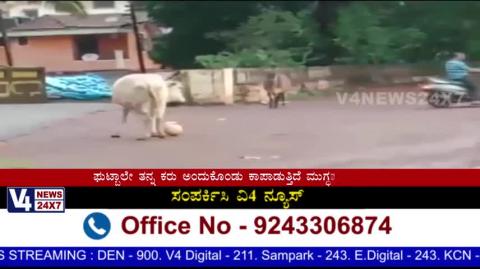 ವೈರಲ್ ಆಗಿದೆ ದನ ಫುಟ್‌ಬಾಲ್ ಆಡುವ ವೀಡಿಯೋ.. !: ವೀಡಿಯೋದ ಹಿಂದಿದೆ ಒಂದು ಹೃದಯವಿದ್ರಾವಕ ಕಹಾನಿ..!