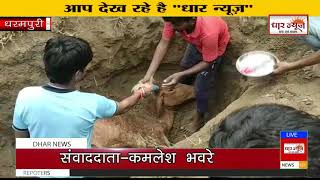 धरमपुरी में गाय की मृतयु के बाद विधि विधान के साथ किया अंतिम संस्कार  देखे धार न्यूज़ चैनल पर