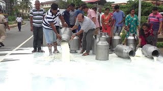 Watch Why Thousands Of Litres Milk Spilled By This Farmers In Porvorim