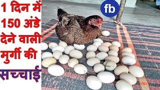1 दिन में 150 अंडे देने वाली मुर्गी की सच्चाई