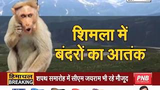 SHIMLA  में बंदरों का आतंक, स्थानीय लोगों ने मेयर से लगाई गुहार