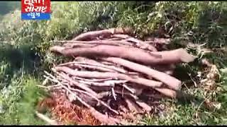 કેશોદ-મધરવાડામાં લીંબડાના વૃક્ષો કપાતા વિડીયો વાયરલ