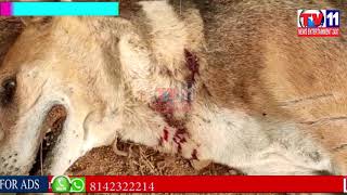 TIGER ATTACK ON DOG AT KURNOOL DHOON ANDHRA PRADESH