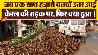 Watch: Ducks march halts traffic in Kerala || Viral Video