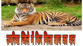 उमरिया जिले में फिर मिला बाघ का शव डेढ़ साल के नर बाघ शावक की हुई मौत टाइगर डे 2 दिन के अंदर तीन बाघ