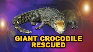 WATCH: Giant Crocodile Rescued At Savoi Verem