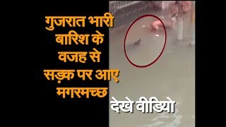 गुजरात में बारिश के बीच सड़क पर आ गया मगरमच्छ, कुत्ते को झपटने के लिए खोला मुंह और... देखें VIDEO