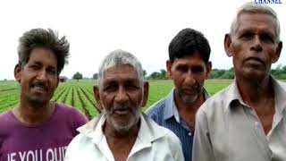 Manekwada| Farmers worried about the nuisance infestation in peanuts | ABTAK MEDIA