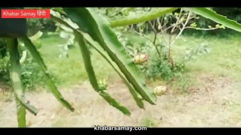 Dragon Fruit Cultivation near Siliguri ???? Must watch