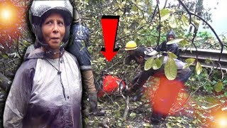 Miraculous Escape For This Women From Tree Collapse