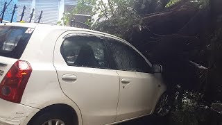Tree comes crashing down on car at Panjim Near Inox