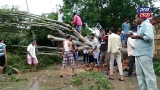 Ganganath para of Keshod caused the tree to fall due to rain and heavy winds | Keshod | ABTAK MEDIA