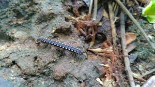 Bangles Armyworms Hunting | గాజుల పురుగుల వేట | Gaula Purugu #4k videos | online entertainment